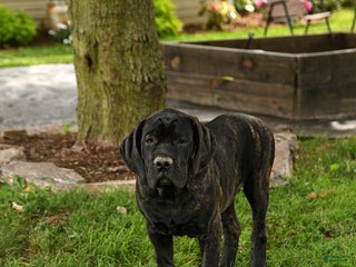 Cane Corso dogs Rockford - Ad 3