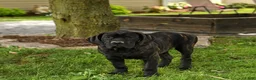 Cane Corso dogs for sale: Rockford - Ad 6