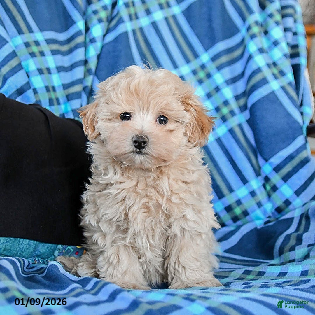 Maltipoo dogs for sale: Toffee - Ad 2