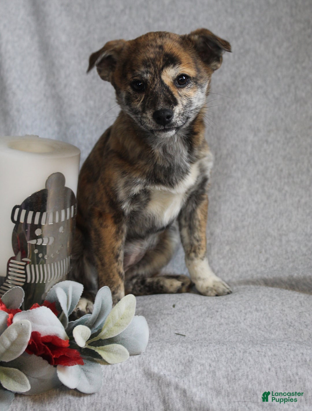 Mixed Breed dogs for sale: Luna - Ad 2