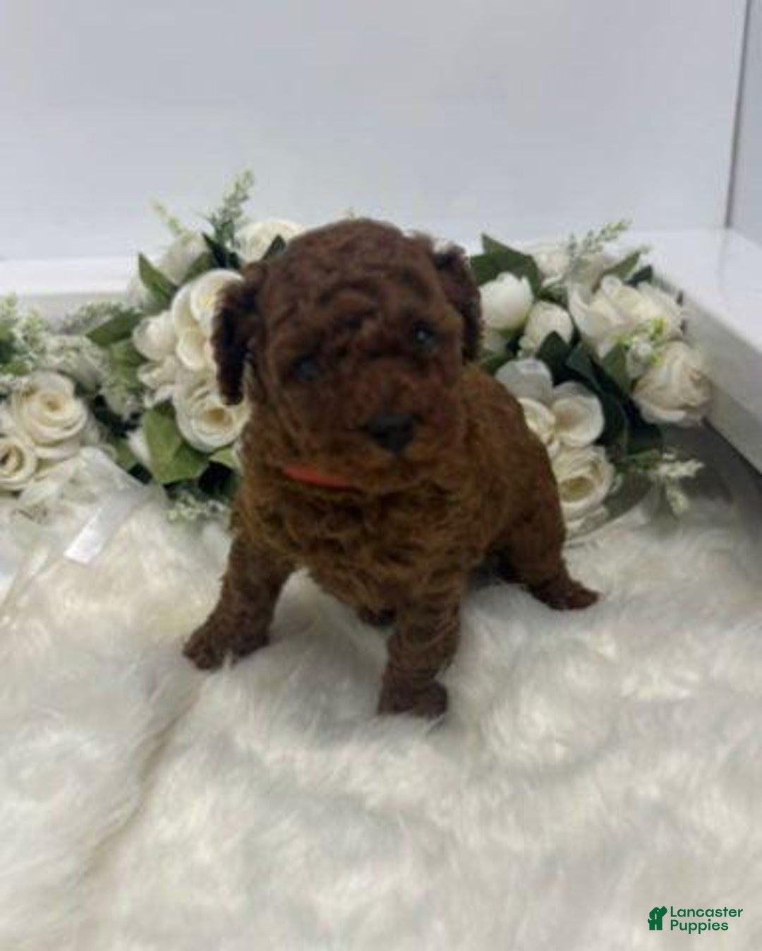Toy Poodle dogs for sale: Ginger - Ad 2