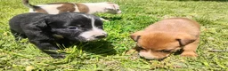 Mixed Breed dogs for sale: Mixed Breed Puppy 2 - Ad 6