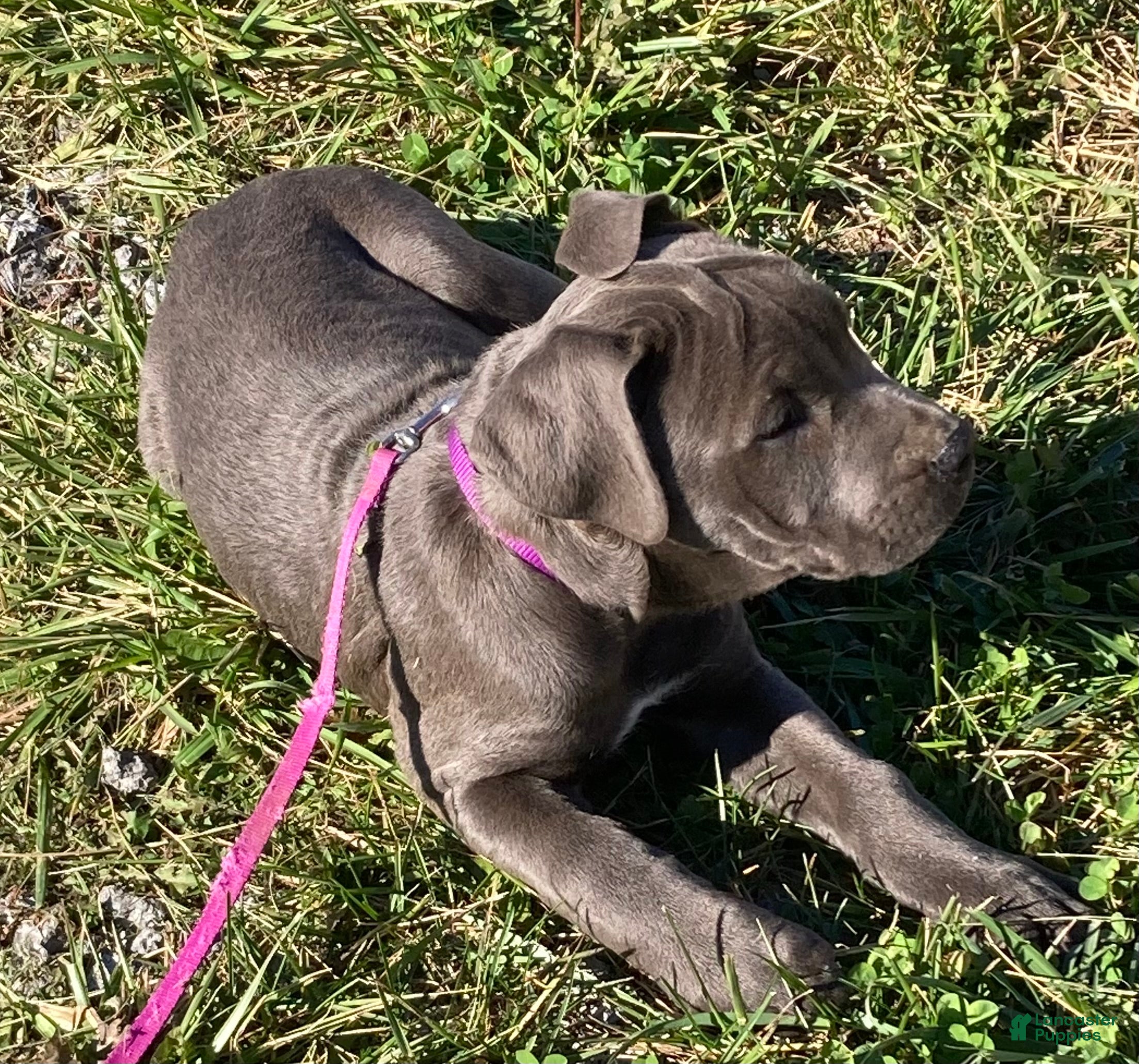 Cane Corso dogs Daffodil  - Ad 3