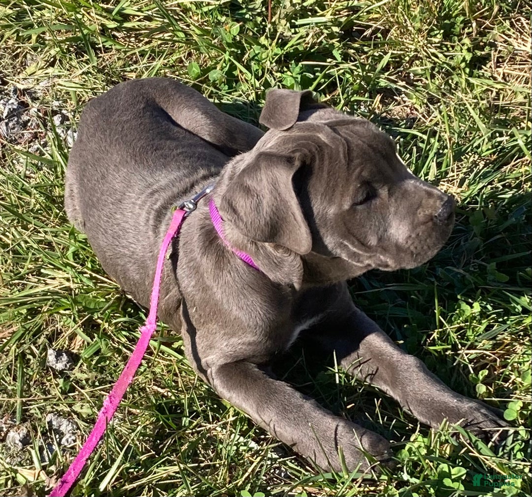 Cane Corso dogs for sale: Daffodil  - Ad 1