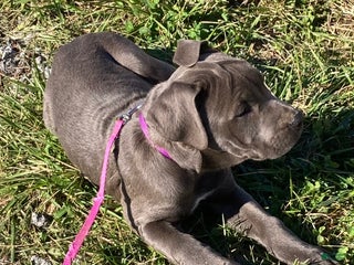Cane Corso dogs Daffodil - Ad 6