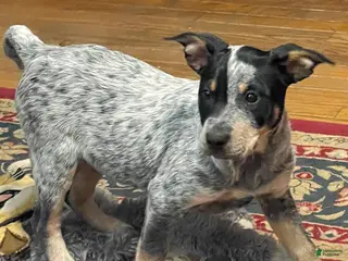 Australian Cattle Dog dogs Curly - Ad 1