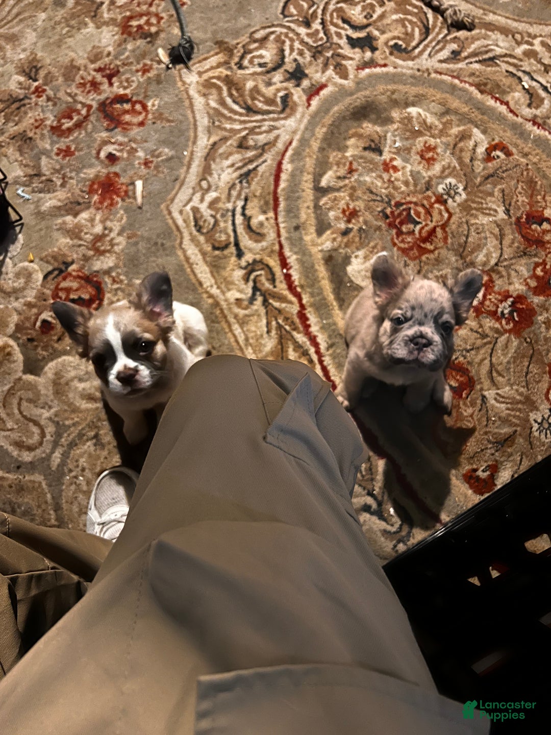 French Bulldog dogs for sale: STAR  - Ad 5