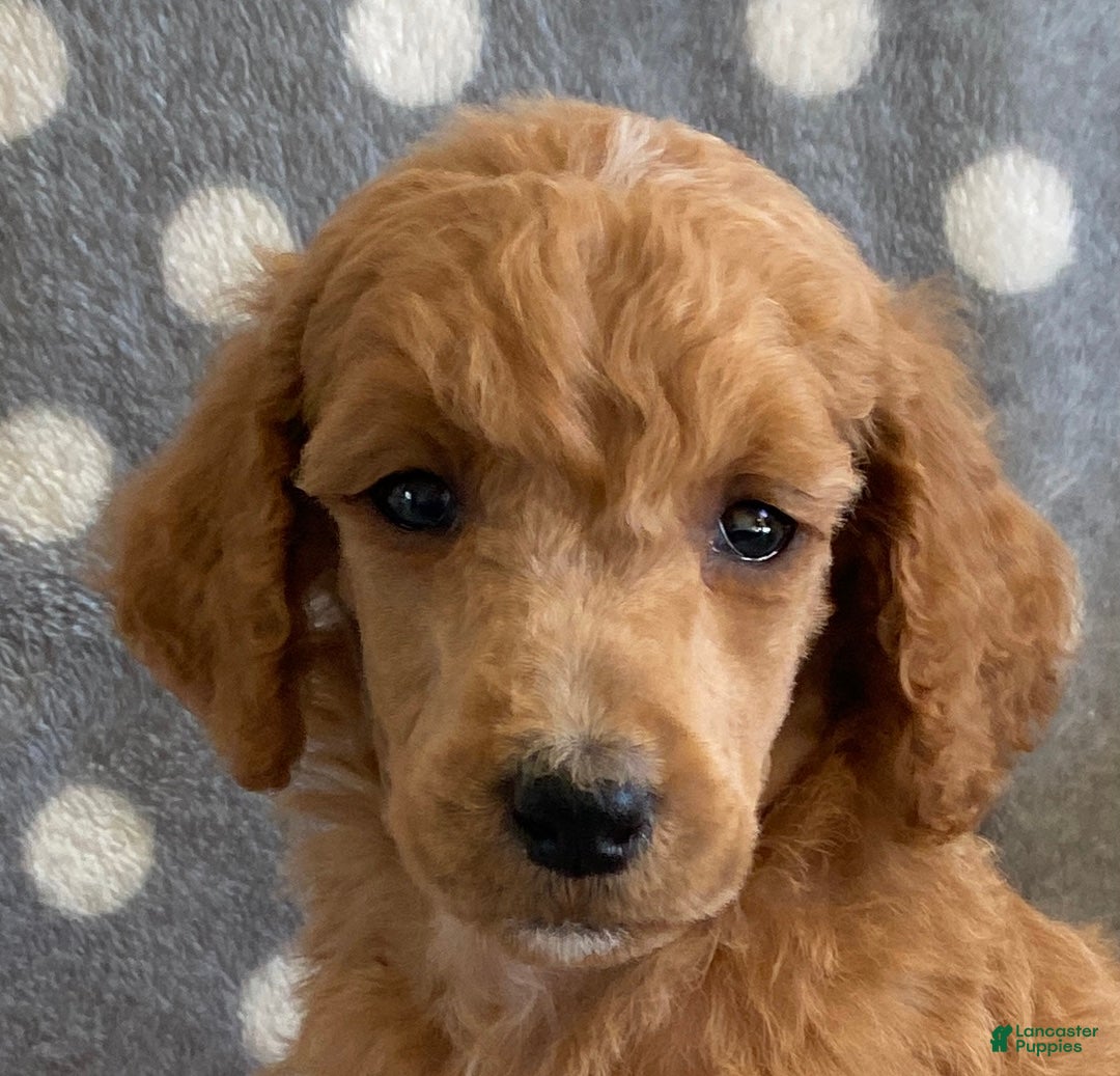 Standard Poodle dogs for sale: Jimmy - Ad 2