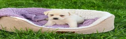 Labrador Retriever dogs for sale: Silvermist  - Ad 2