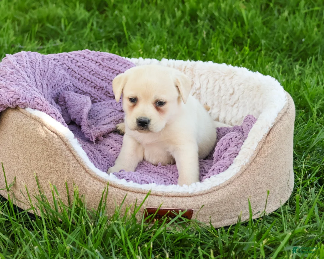 Labrador Retriever dogs for sale: Silvermist  - Ad 2