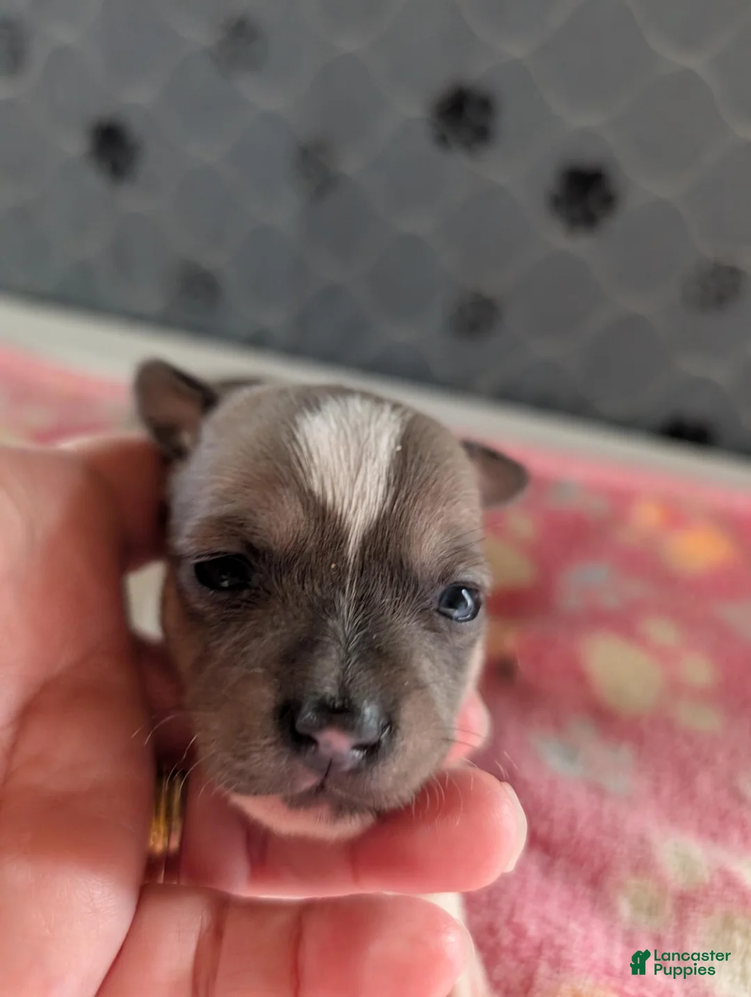 Chihuahua dogs for sale: Emma - Ad 1