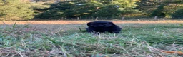 Newfoundland dogs for sale: Scarlet - Ad 6