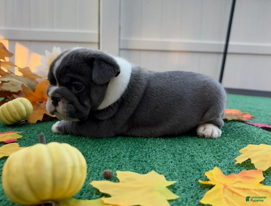 Mixed Breed dogs for sale: Elroy  - Ad 7