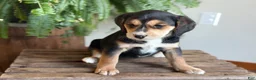 Mixed Breed dogs for sale: Betsy - Ad 2