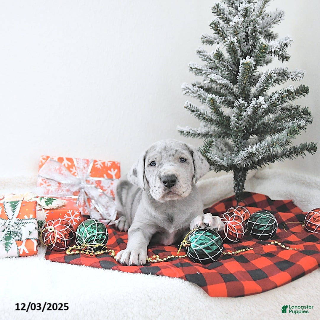 Great Dane dogs for sale: Indigo - Ad 1