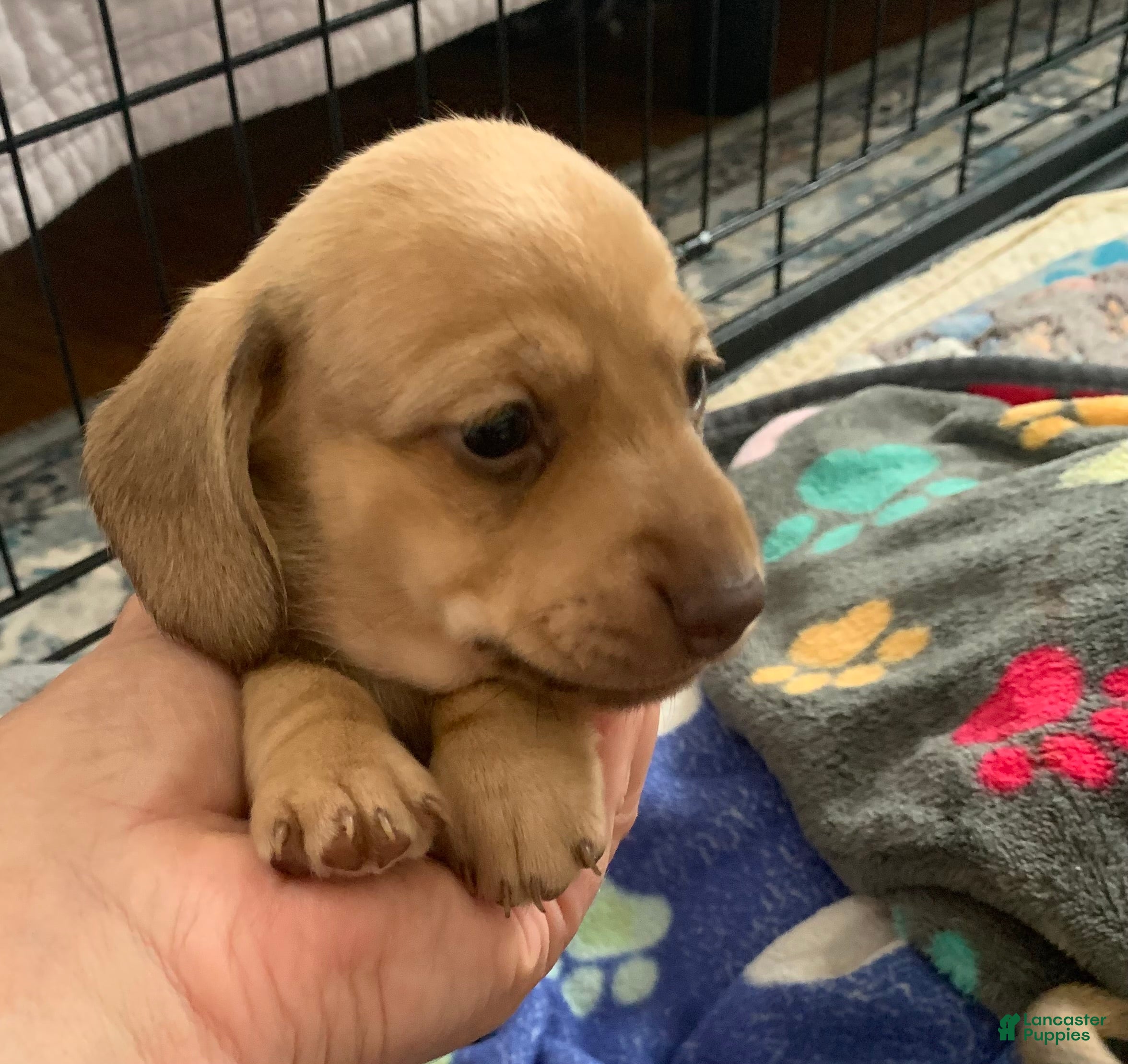 Dachshund dogs Shaded cream female smooth coat  - Ad 2
