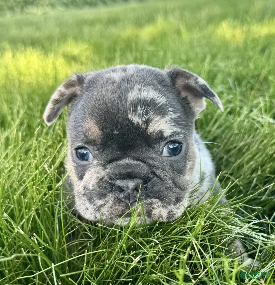 French Bulldog dogs for sale: Addie - Ad 2