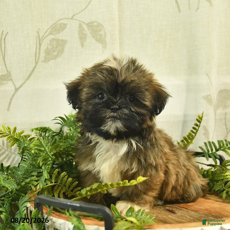 Shih Tzu dogs Denver  - Ad 1