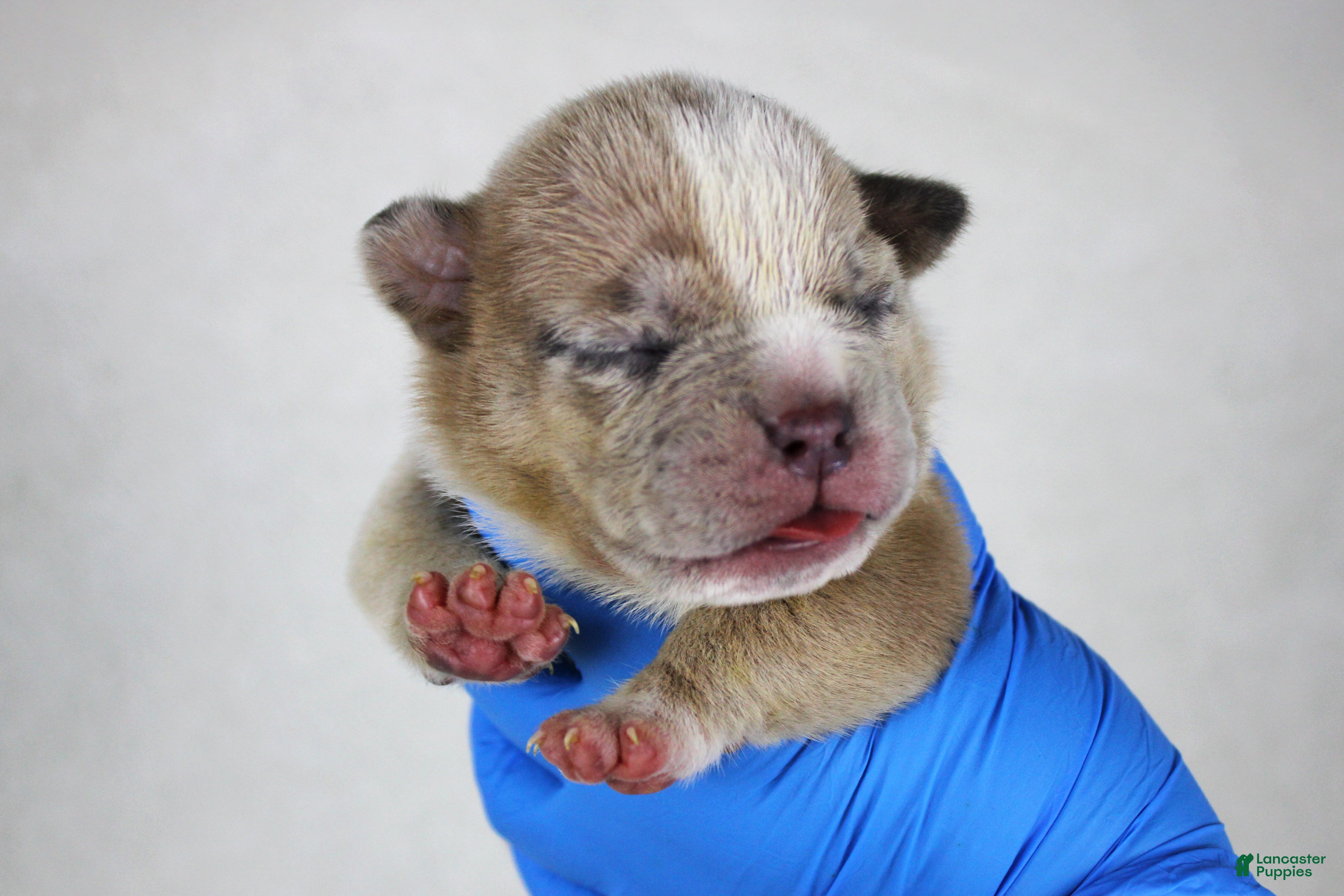 American Bully dogs Fawn Merle Female - Ad 5