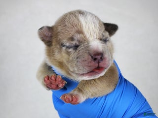 American Bully dogs Fawn Merle Female - Ad 7