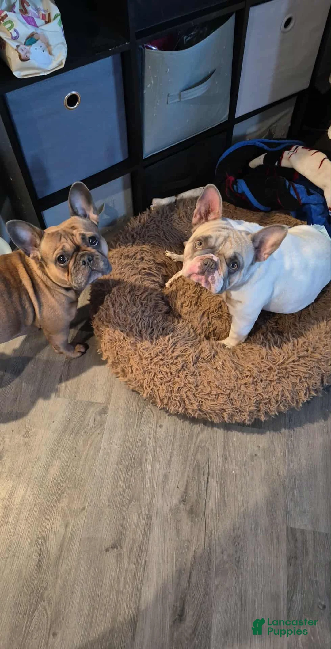 French Bulldog dogs for sale: French Bulldog Puppy 1 - Ad 6