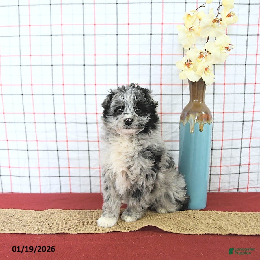 Mini Aussiedoodle dogs Cupid EXTRA SMALL - Ad 2
