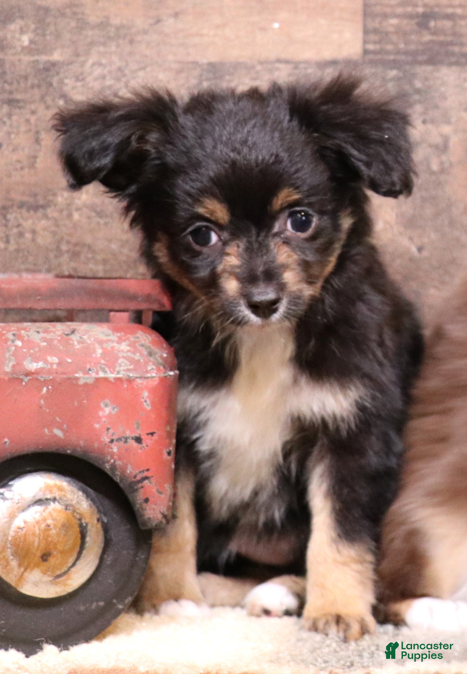 Dahlia spunky fun & smallest of the litter