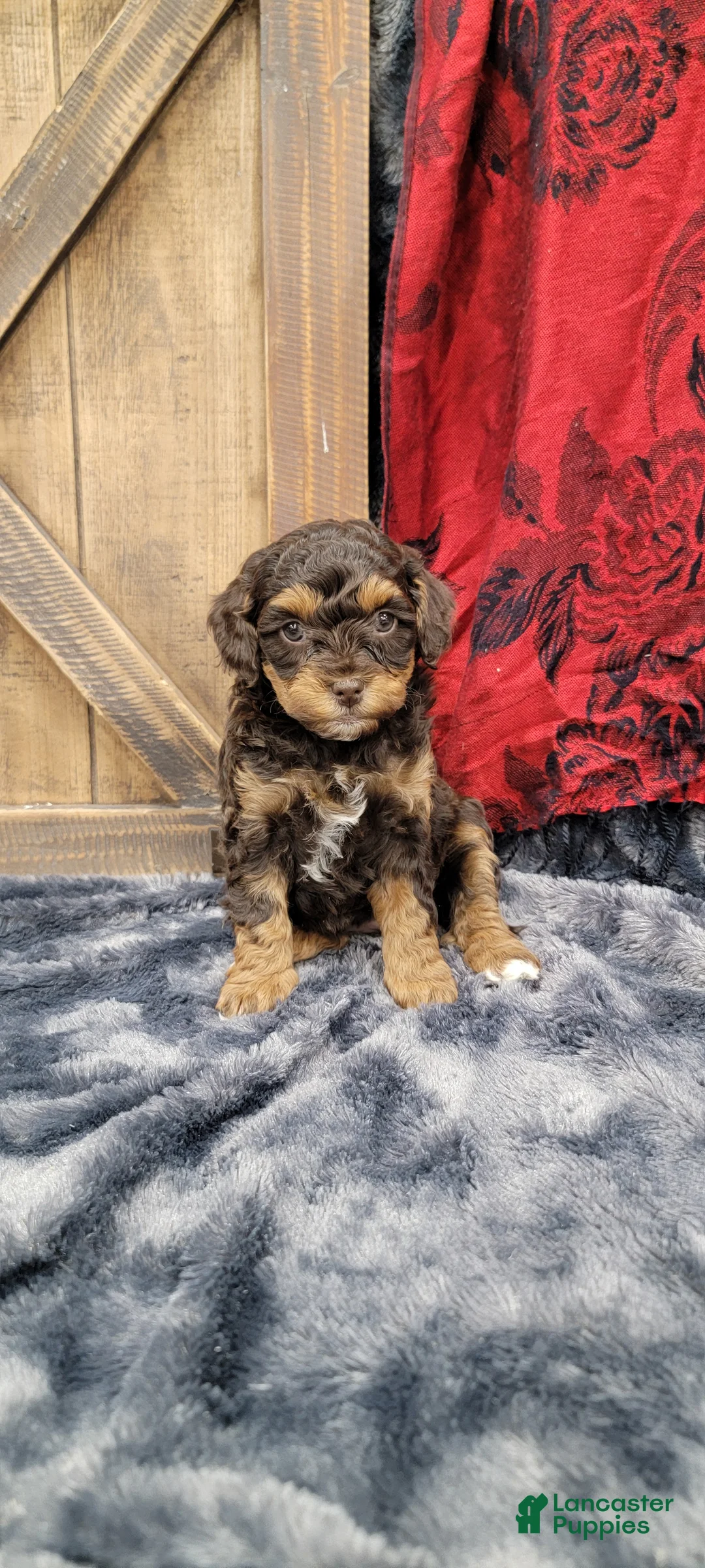 Cockapoo dogs for sale: Star - Ad 15