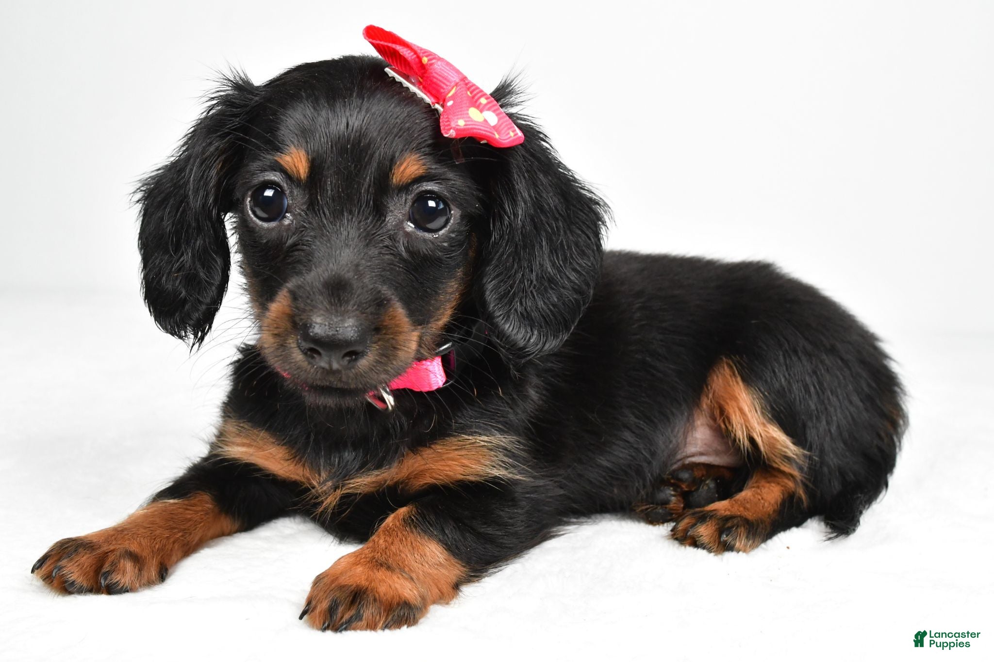 Miniature Dachshund dogs Maddie - Ad 1