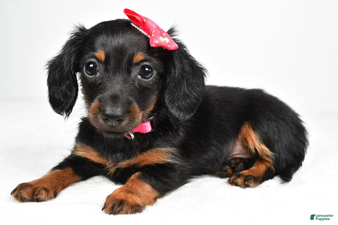 Miniature Dachshund dogs for sale: Maddie - Ad 1