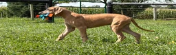Great Dane dogs for sale: Patience Great Dane  - Ad 8