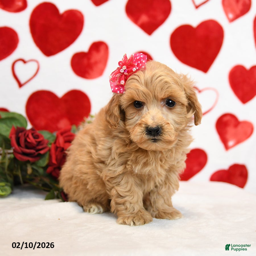 Mixed Breed dogs Duchess - Ad 2