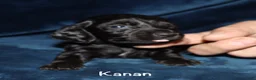 Miniature Dachshund dogs for sale: Kanan - Ad 2