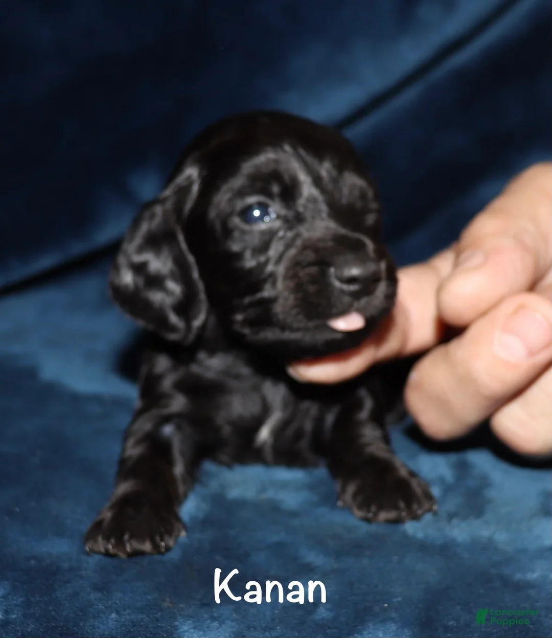 Miniature Dachshund dogs for sale: Kanan - Ad 2