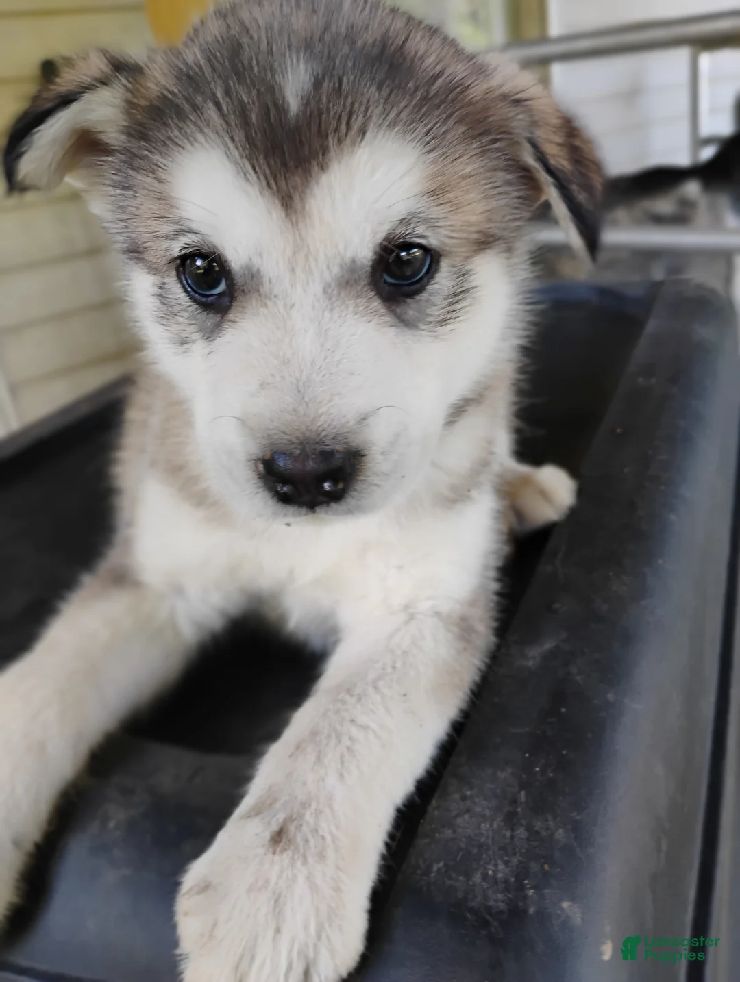 Alaskan Malamute dogs for sale: Alaskan Malamute Puppy 3 - Ad 1