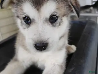 Alaskan Malamute dogs Alaskan Malamute Puppy 3 - Ad 9