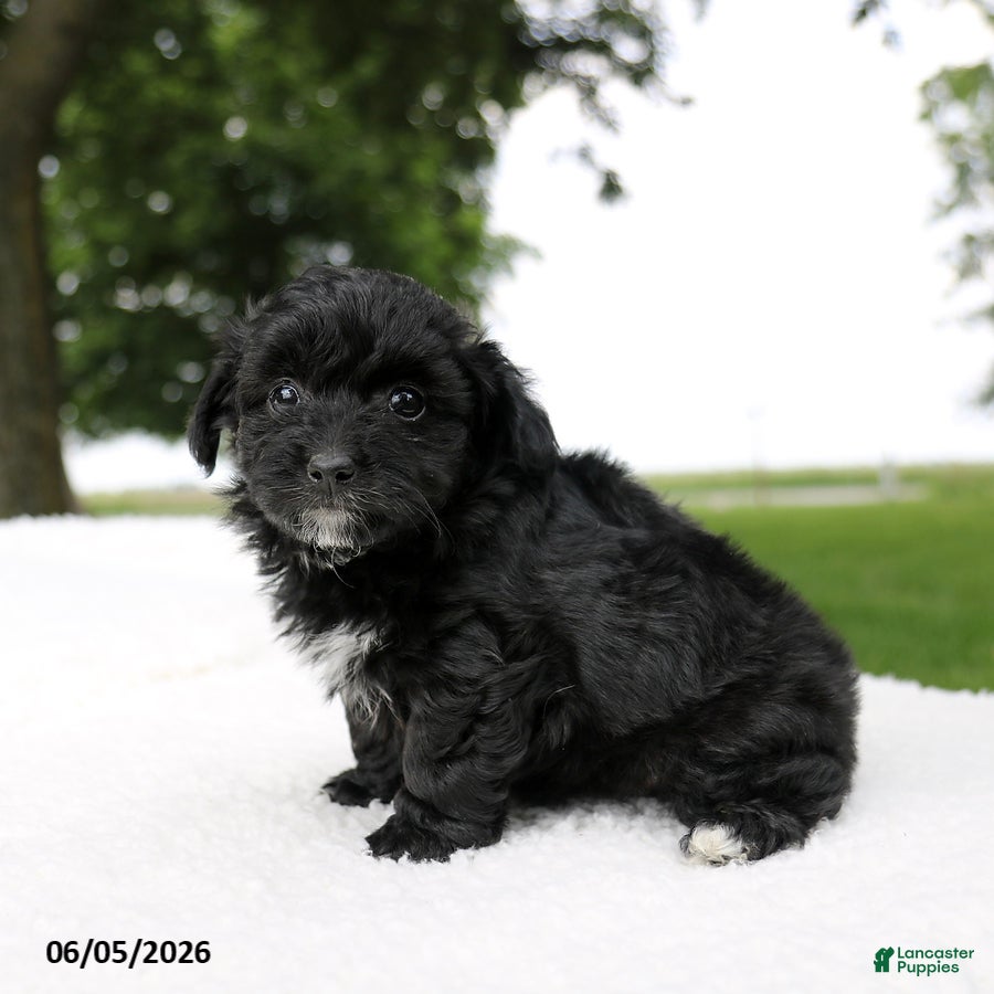 Mini Aussiedoodle dogs Colton - Ad 2