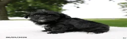 Mini Aussiedoodle dogs for sale: Colton - Ad 2