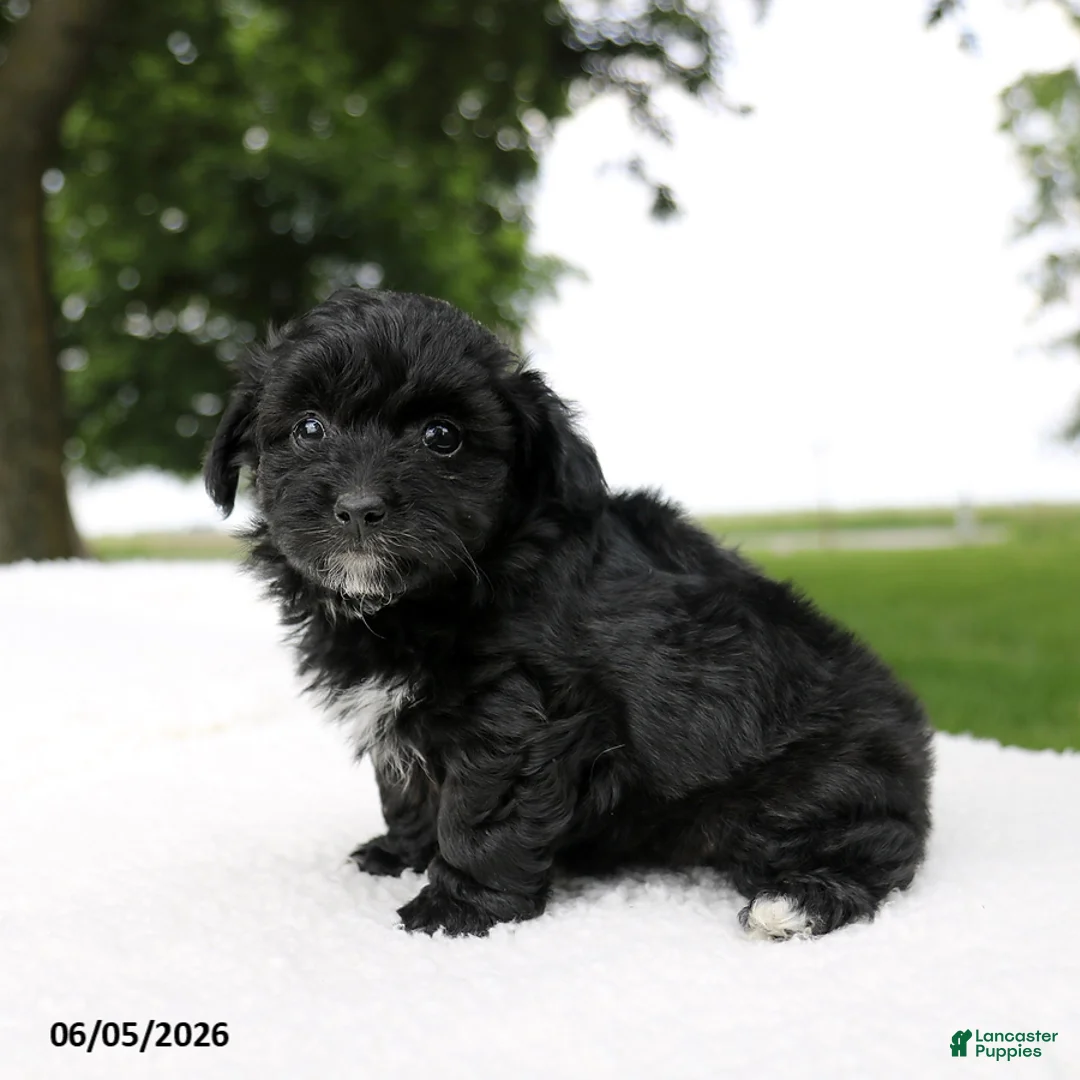 Mini Aussiedoodle dogs for sale: Colton - Ad 2