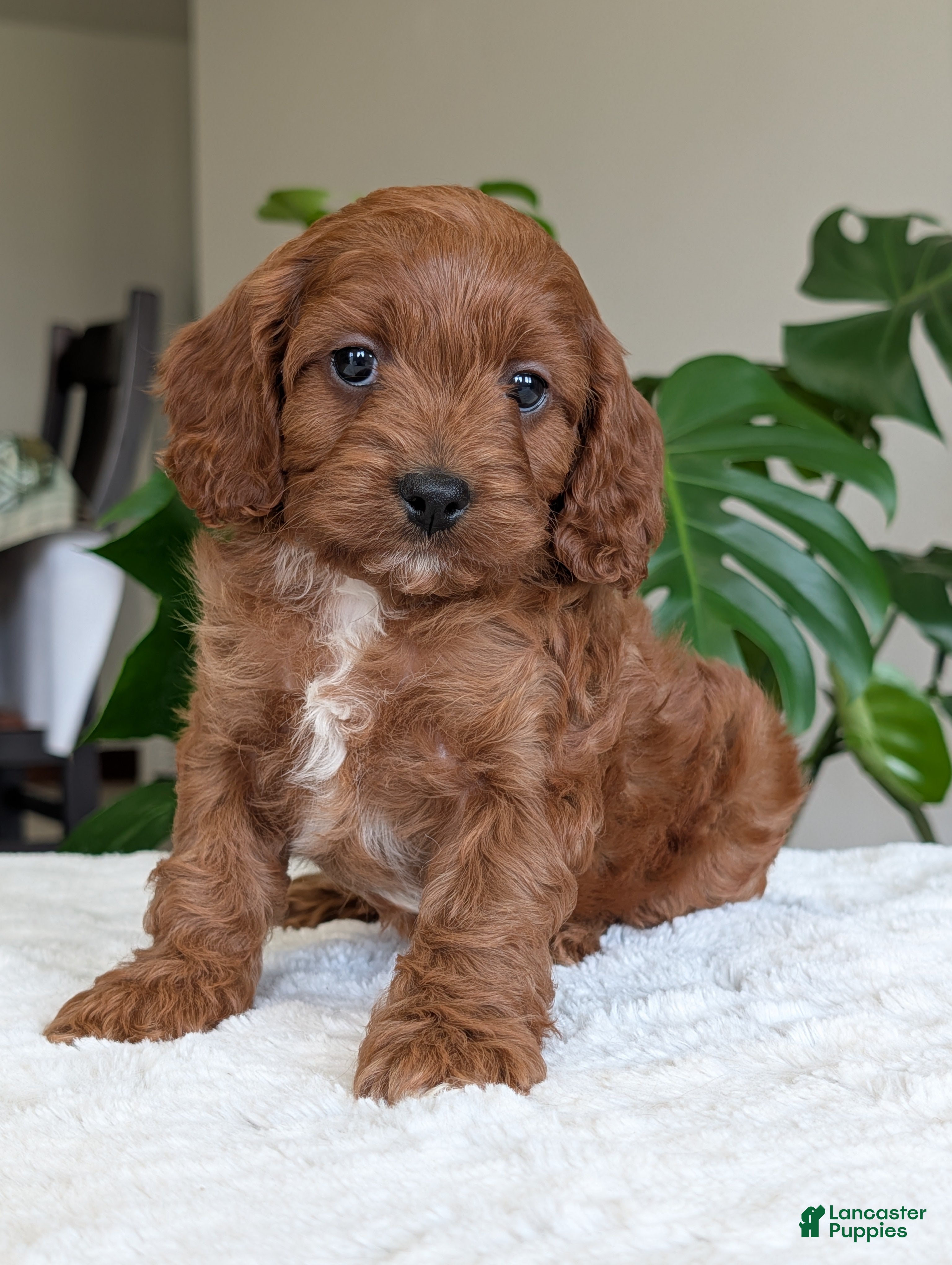Cavapoo dogs Ellie - Ad 2