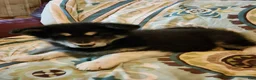 Alaskan Malamute dogs for sale: Alaskan Malamute Puppy 6 - Ad 2