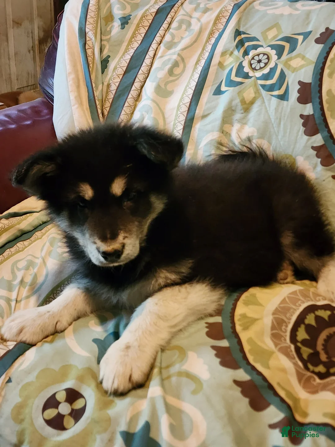 Alaskan Malamute dogs for sale: Alaskan Malamute Puppy 6 - Ad 2