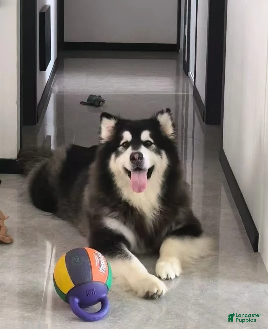 Alaskan Malamute dogs for sale: Coconut - Ad 15