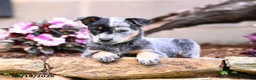Australian Cattle Dog dogs for sale: Abby - Ad 3