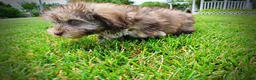 Havapoo dogs for sale: Fancy - Ad 12