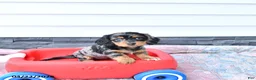 Miniature Dachshund dogs for sale: Gretel  - Ad 1