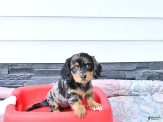 Miniature Dachshund dogs for sale: Gretel - Long Haired - Ad 1