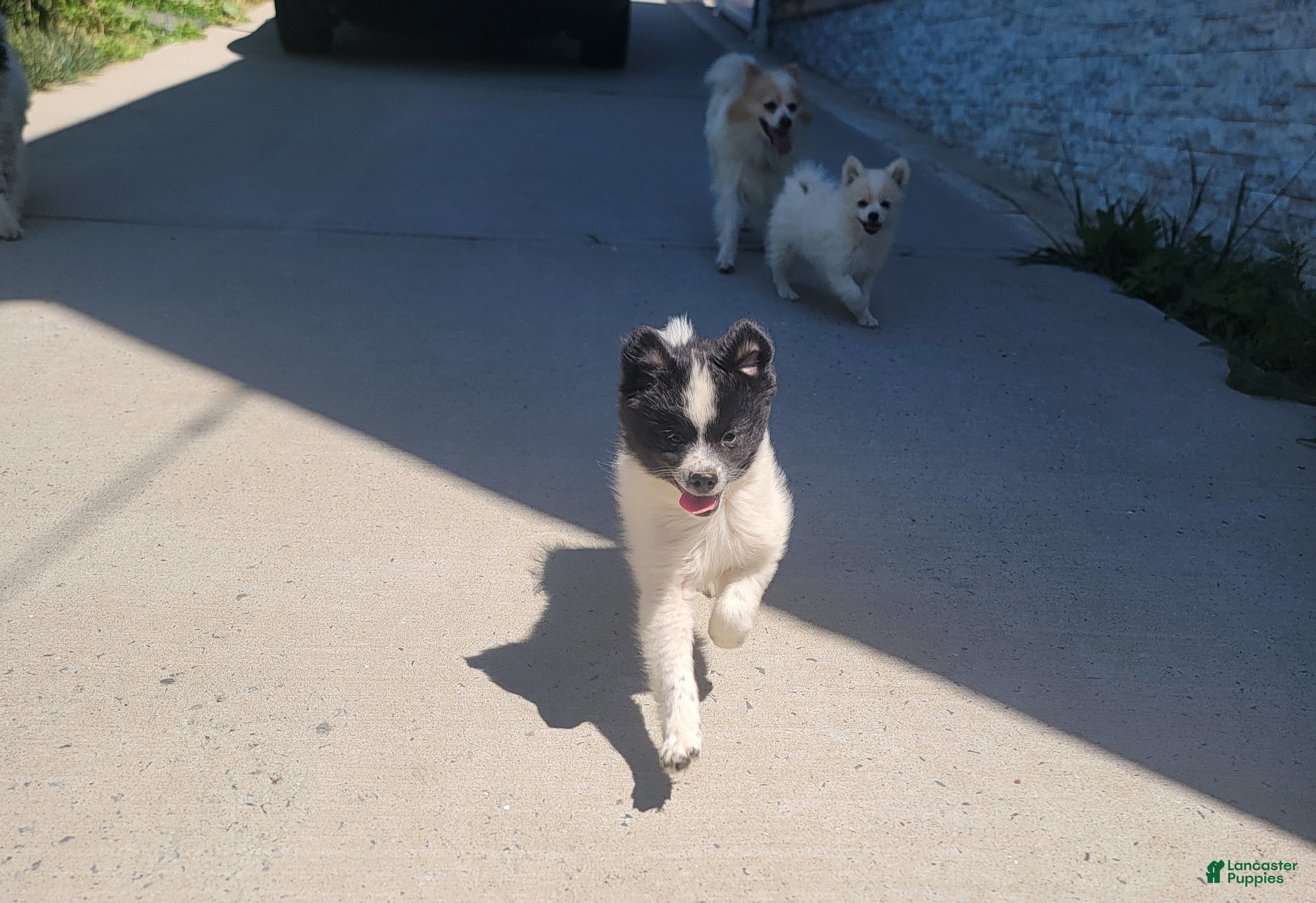 Pomeranian dogs Oreo - Ad 2