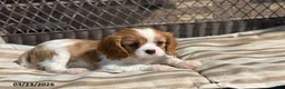 Cavalier King Charles Spaniel dogs for sale: Benny - Ad 10