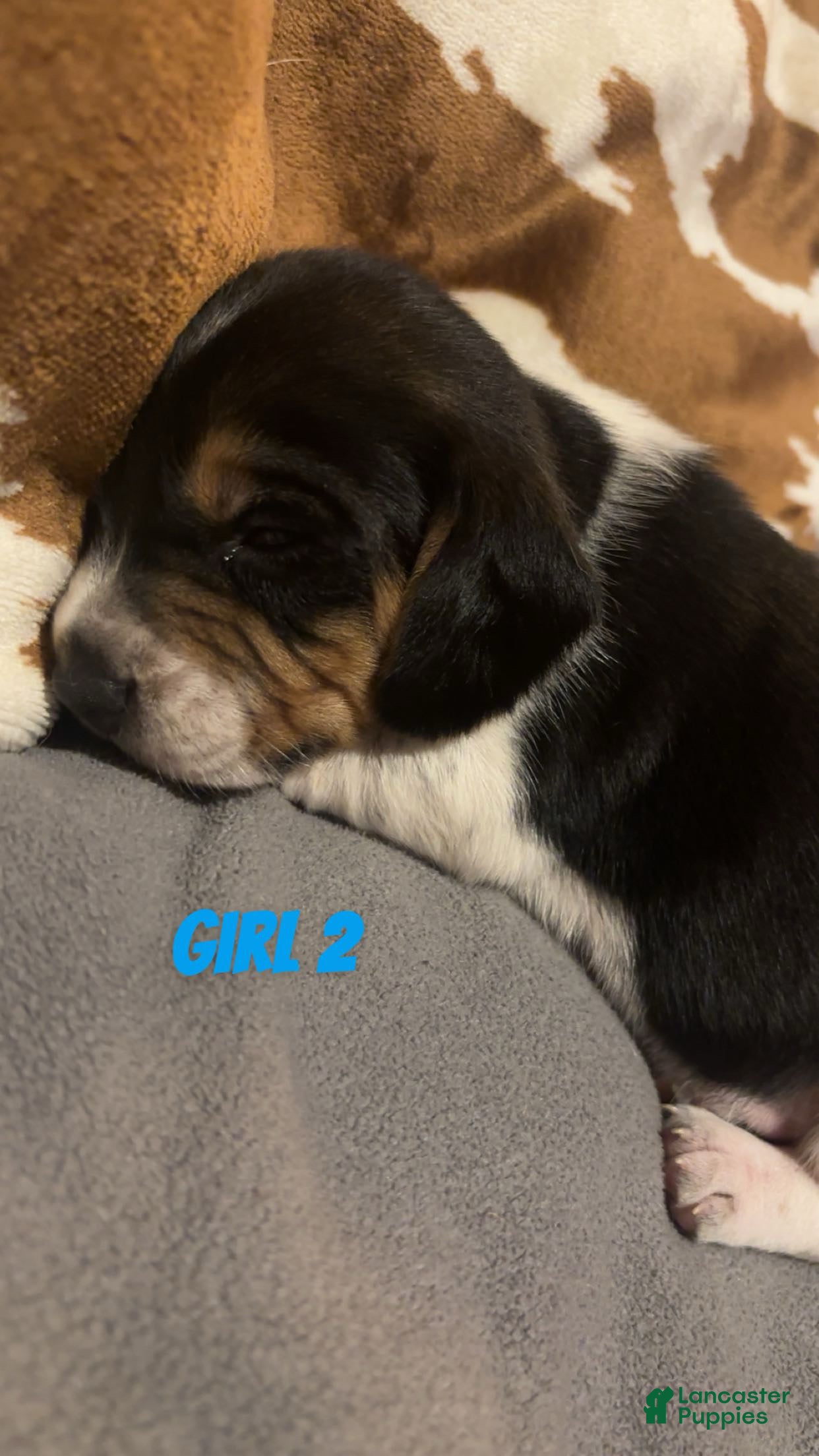 Beagle dogs Beagle 4 - Ad 34
